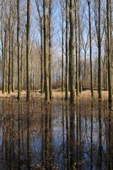 Schwarzbach – Hochwässerchen 02