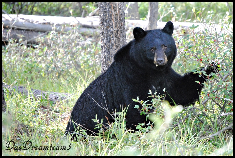 Schwarzbär