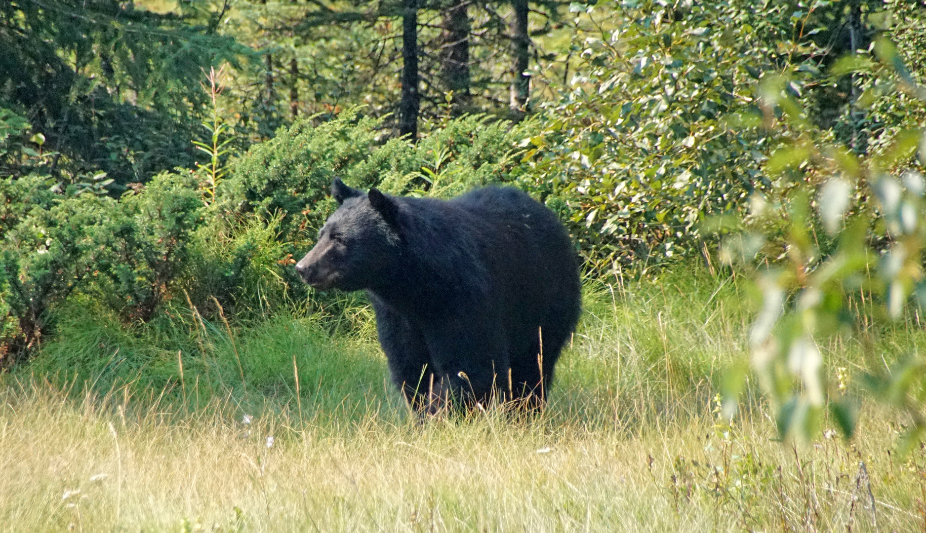 Schwarzbär 1