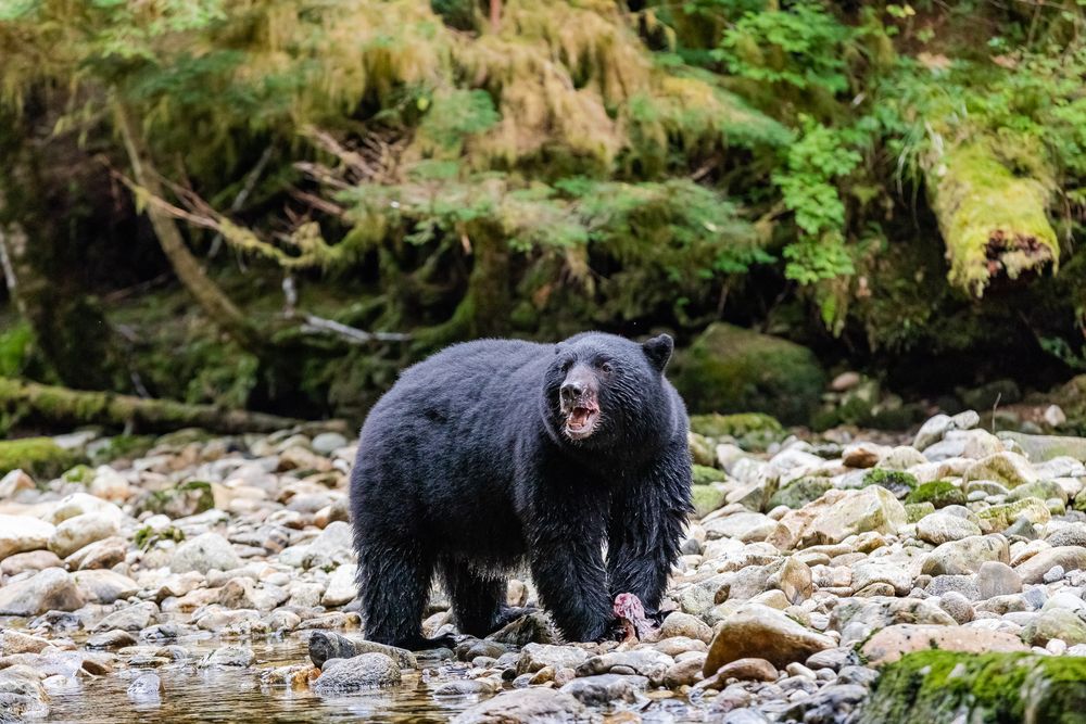 Schwarzbär-1204