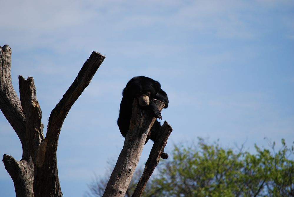 Schwarzbär 2