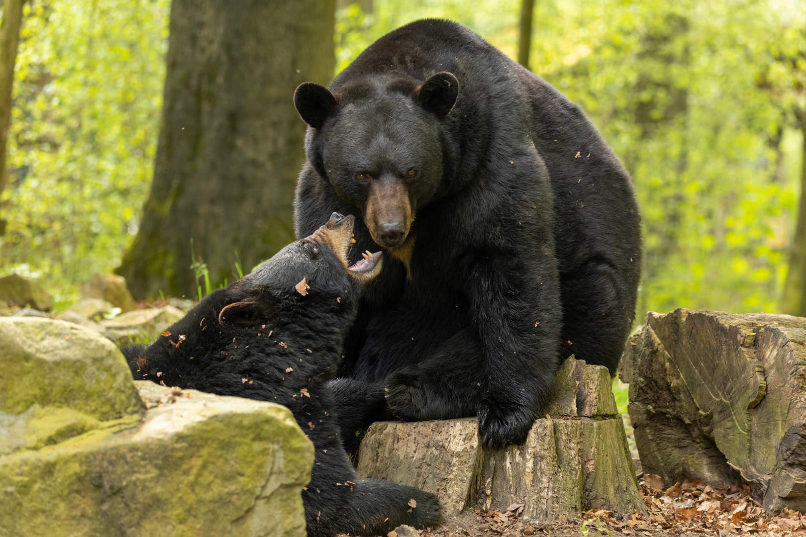 Schwarzbär