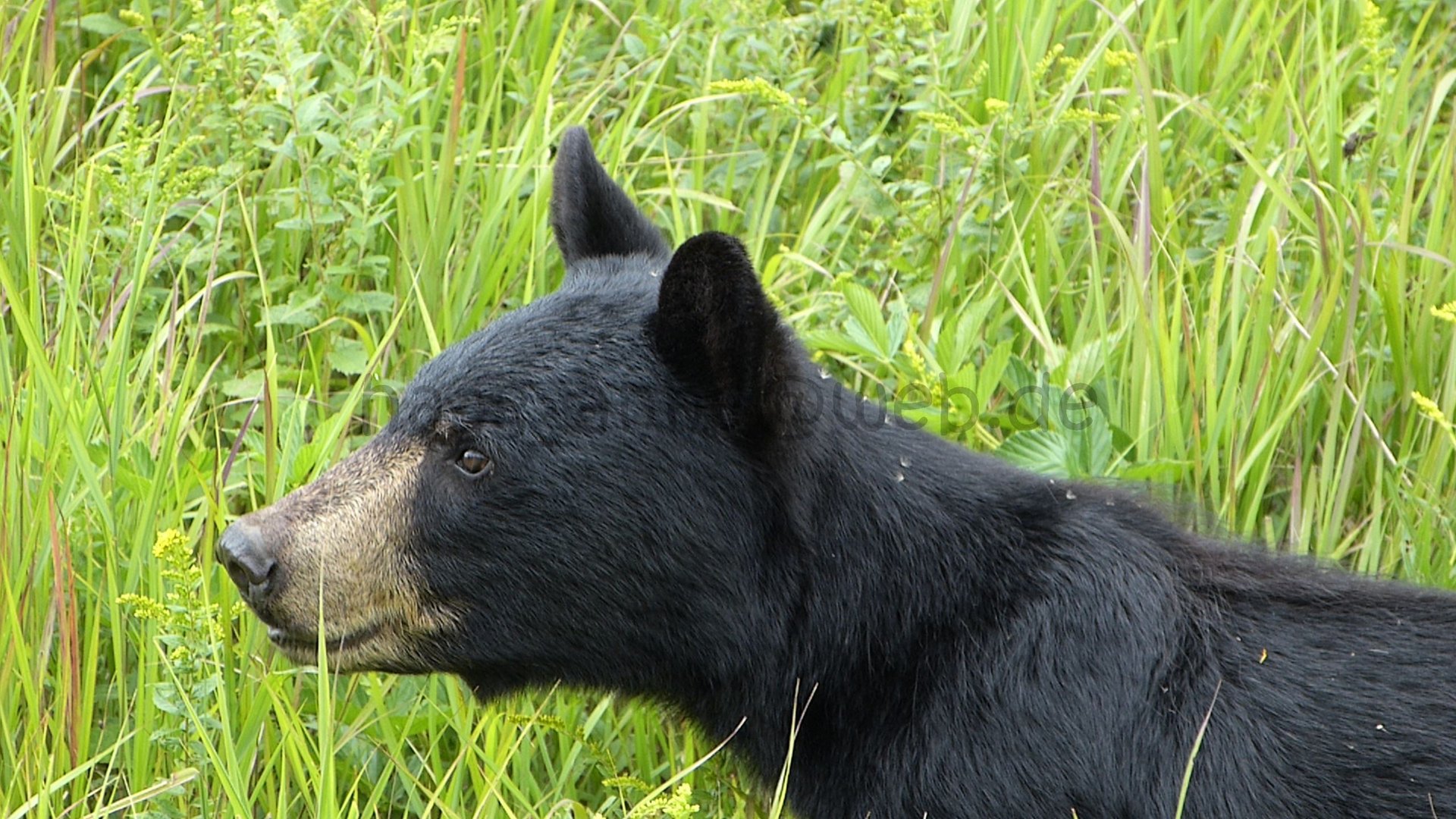 Schwarzbär