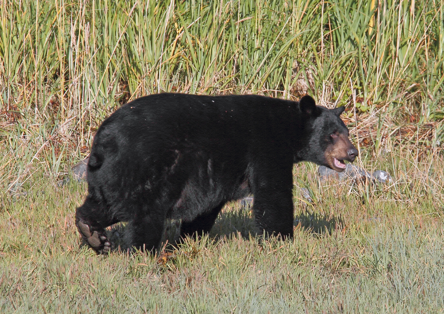 Schwarzbär