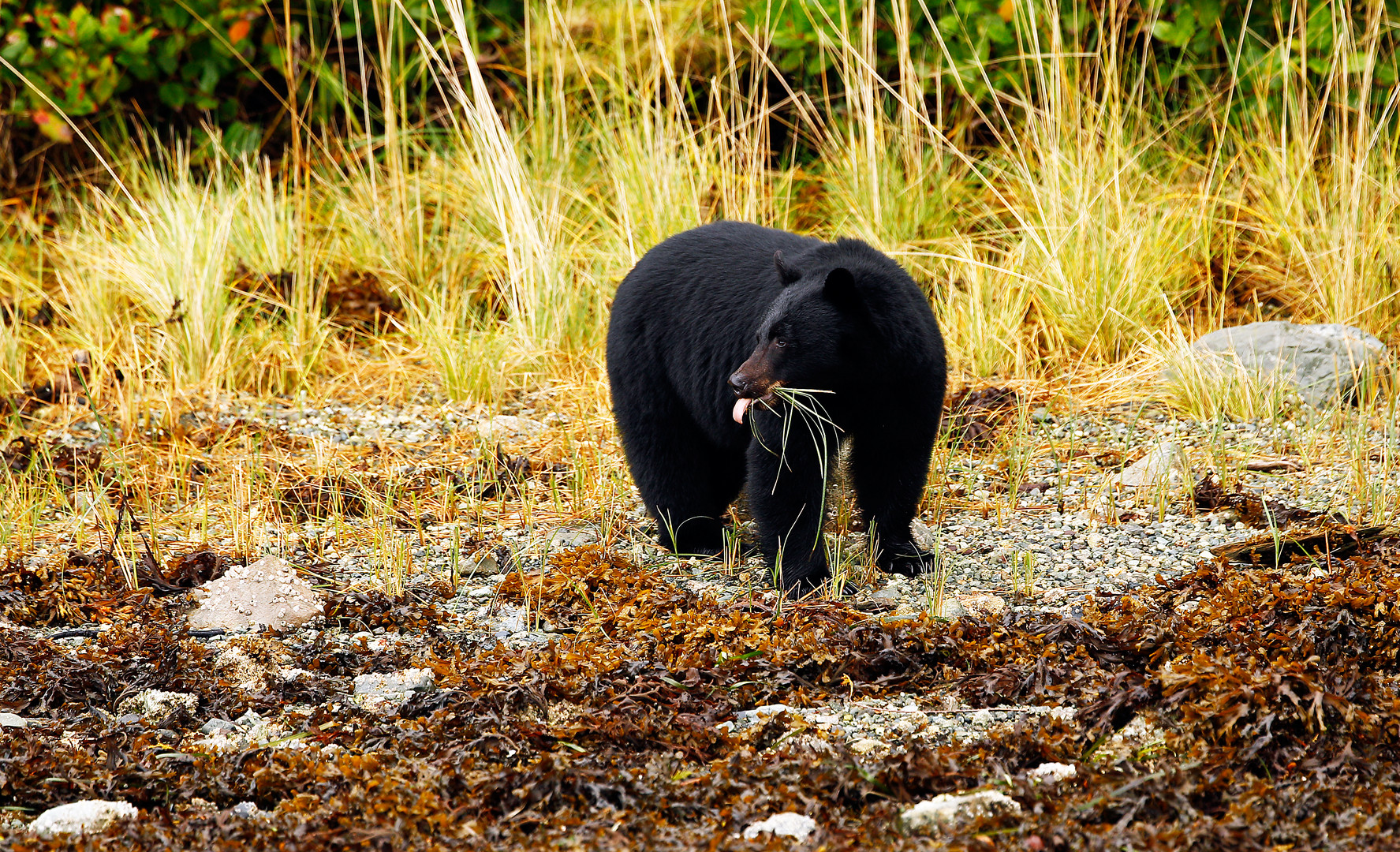 Schwarzbär