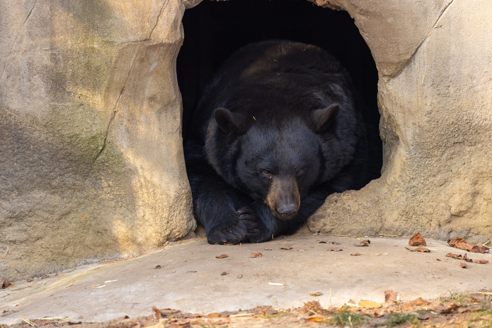 Schwarzbär