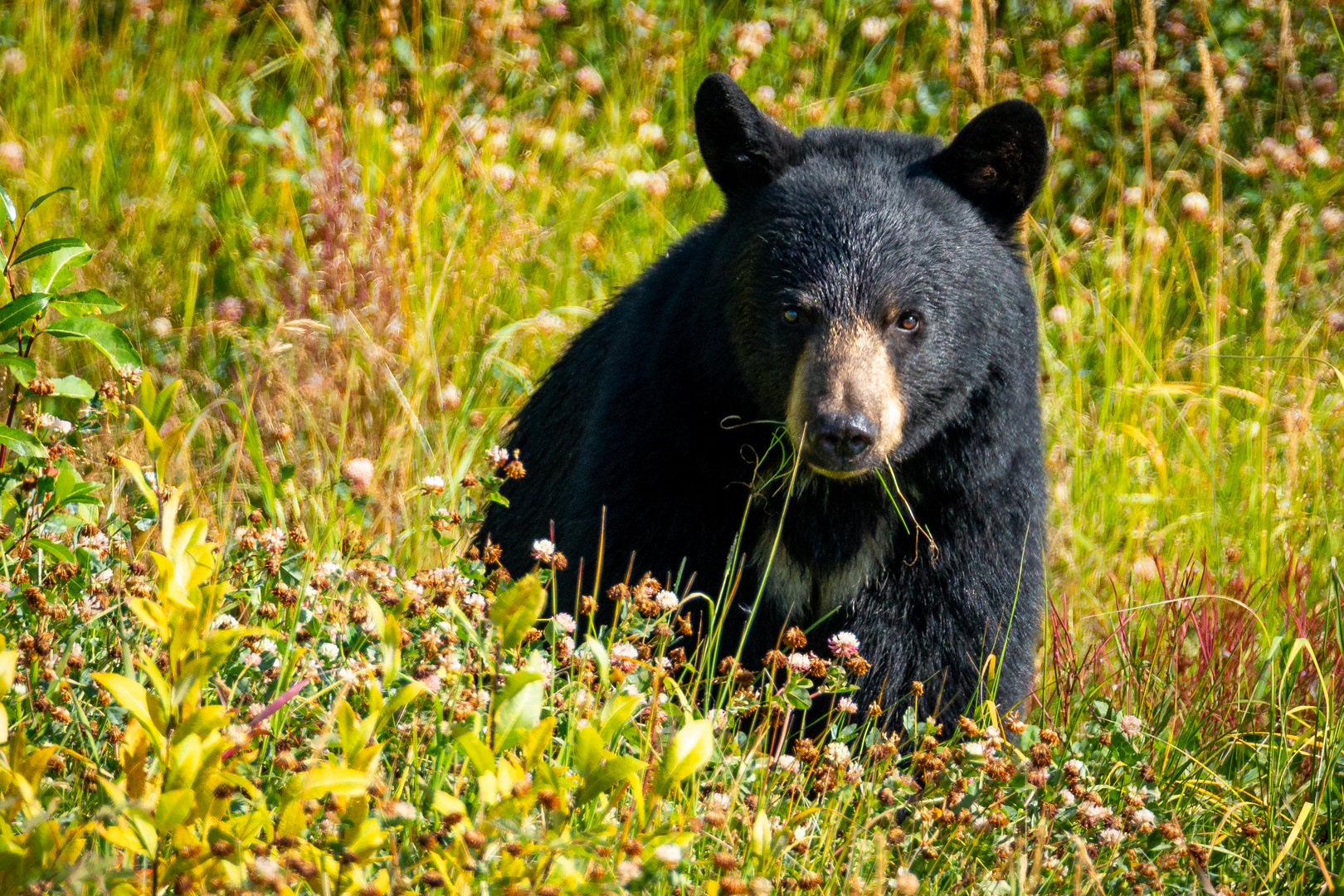 Schwarzbär