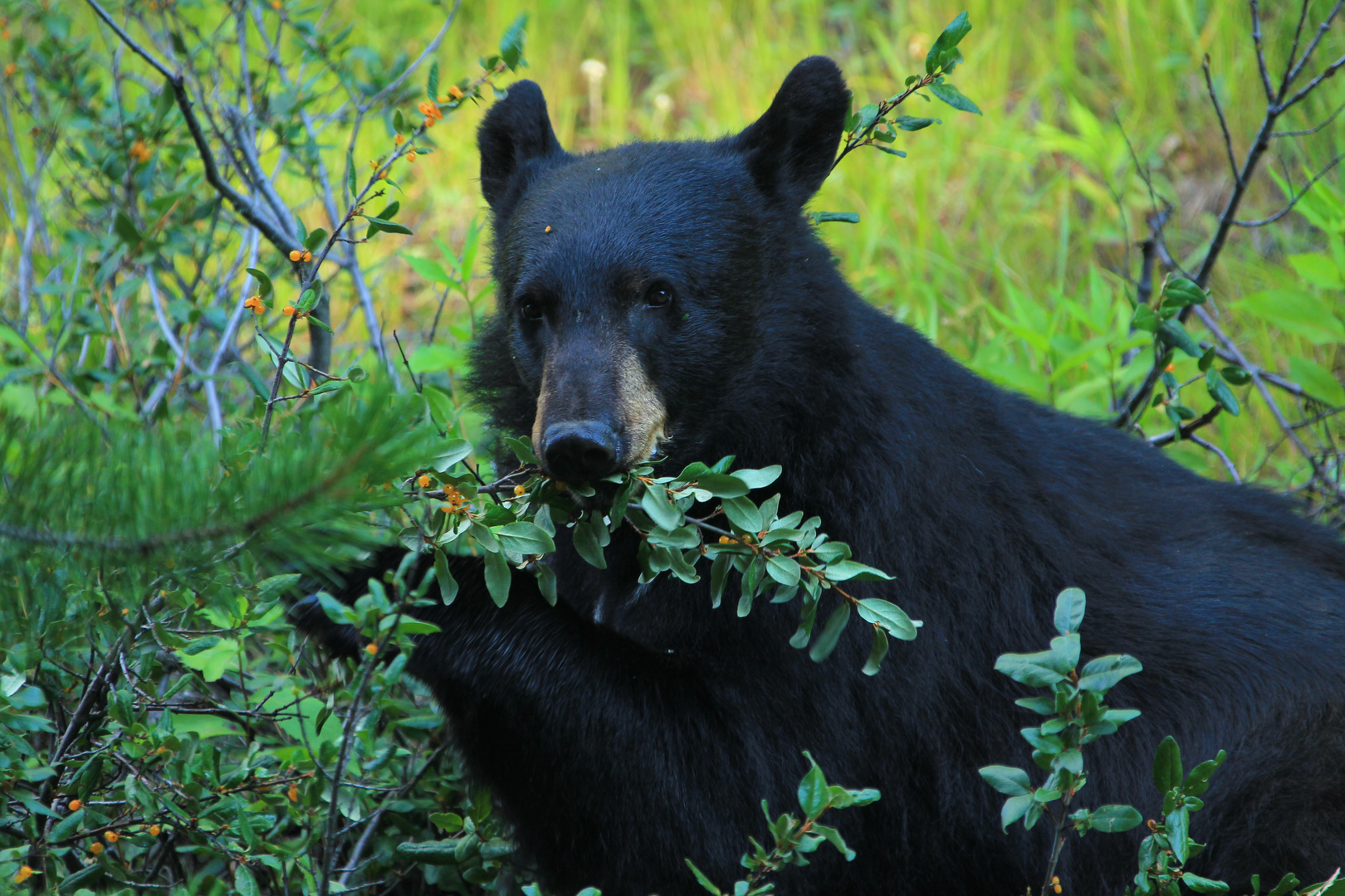 Schwarzbär