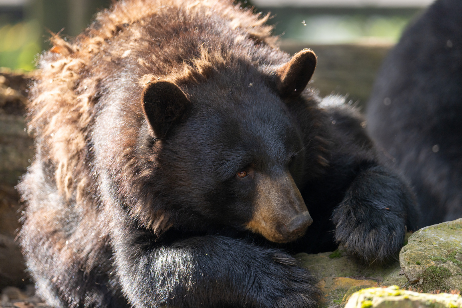 Schwarzbär