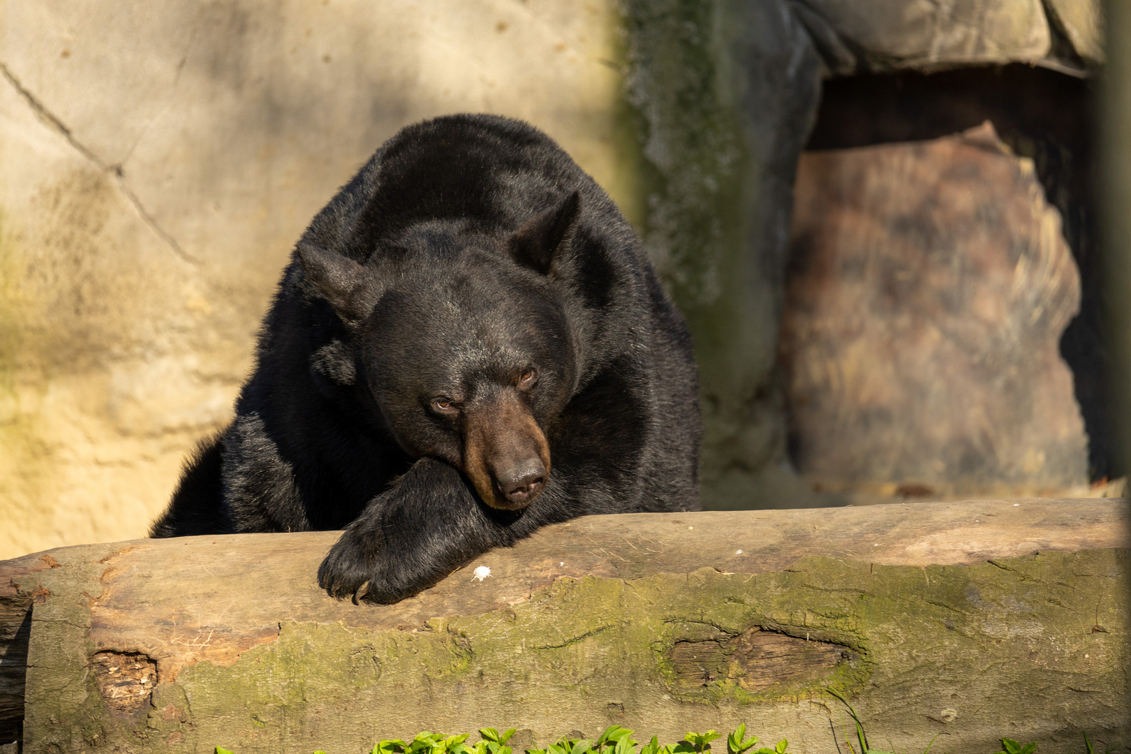 Schwarzbär