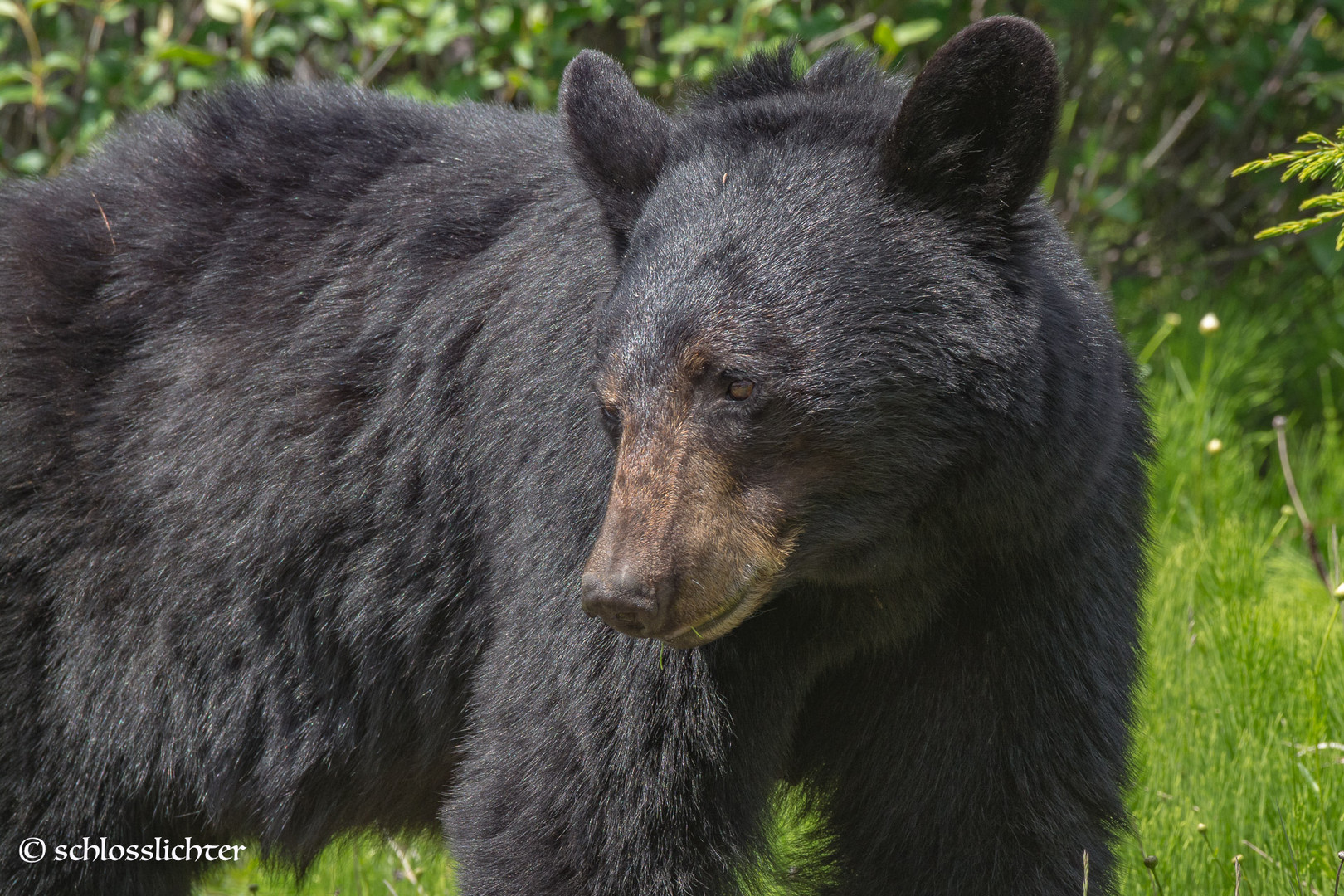 Schwarzbär