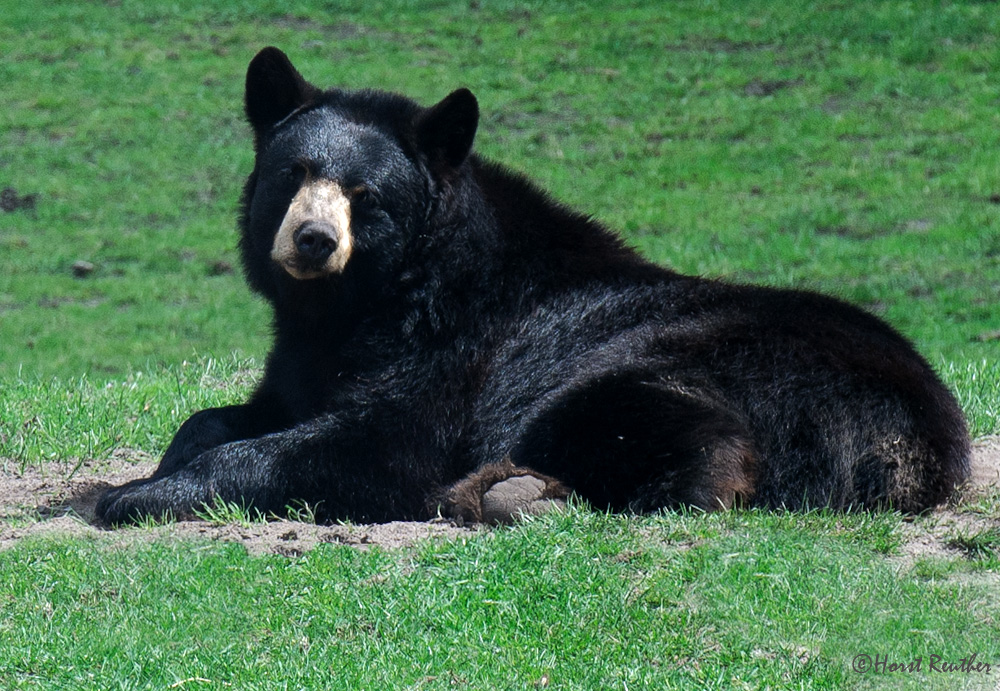 Schwarzbär