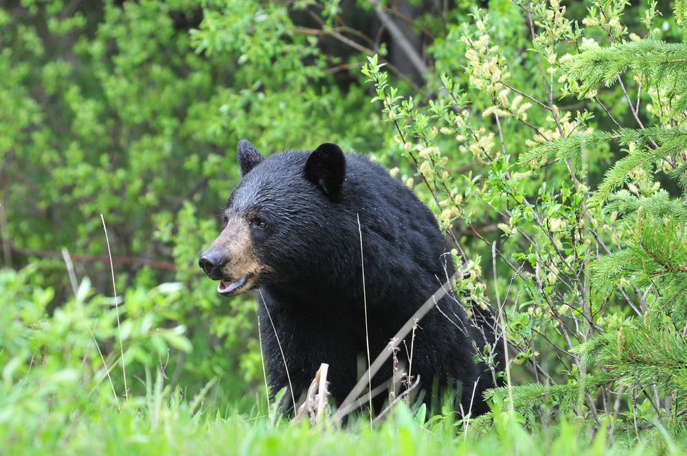 Schwarzbär