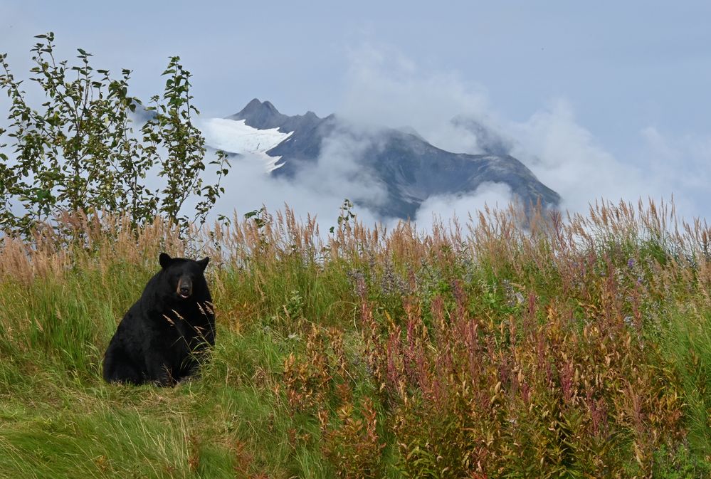 Schwarzbär