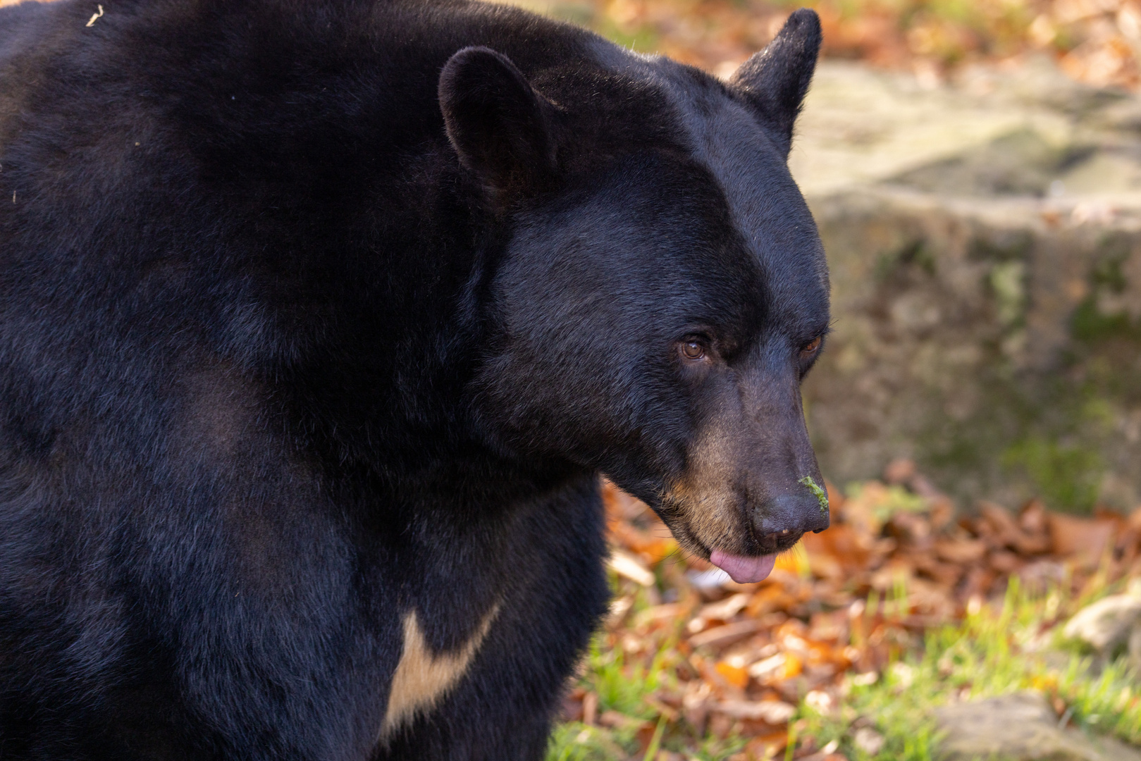 Schwarzbär