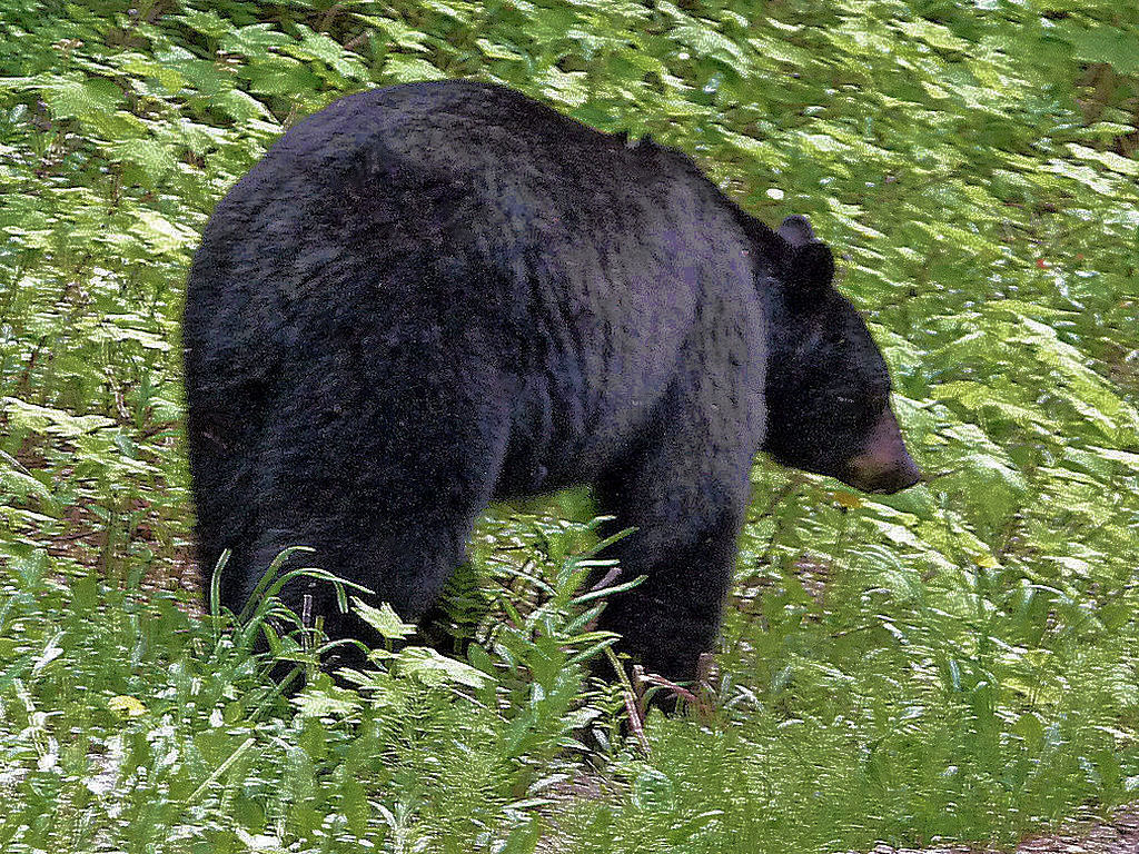 Schwarzbär