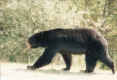 Schwarzbär.