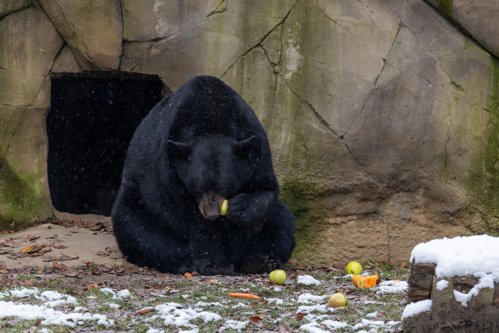 Schwarzbär