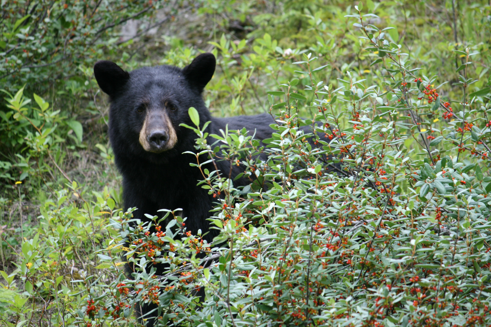 Schwarzbär am Alaskahighway (Kanada)