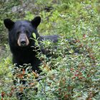 Schwarzbär am Alaskahighway (Kanada)