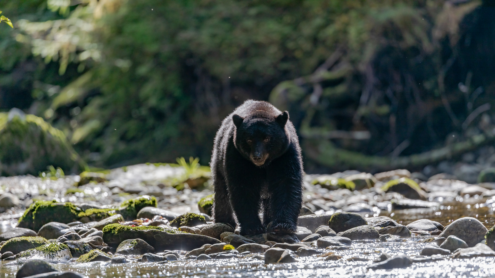 Schwarzbär am Fluss-1940