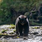 Schwarzbär am Fluss-1940