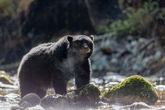 Schwarzbär am Fluss-1990