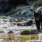 Schwarzbär am Fluss-2039