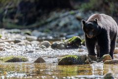 Schwarzbär am Fluss-2039