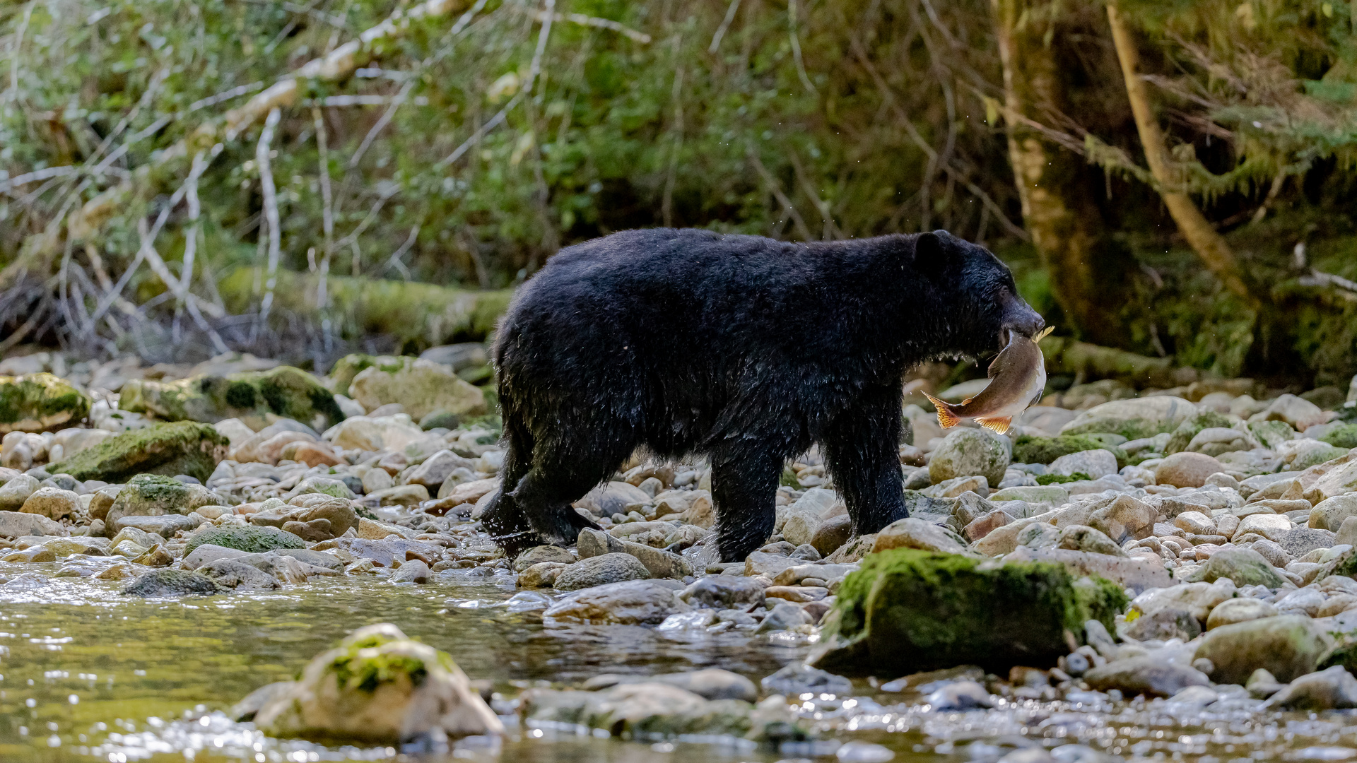 Schwarzbär am Fluss-2077 Bild 3