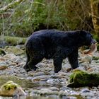 Schwarzbär am Fluss-2077 Bild 3