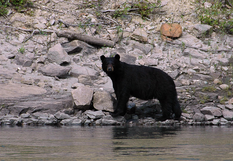 Schwarzbär am Pelly River