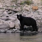 Schwarzbär am Pelly River