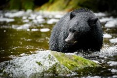 Schwarzbär am Thornton Creek