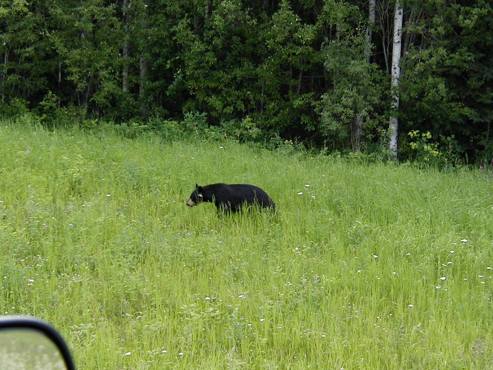 Schwarzbär an der BC 97