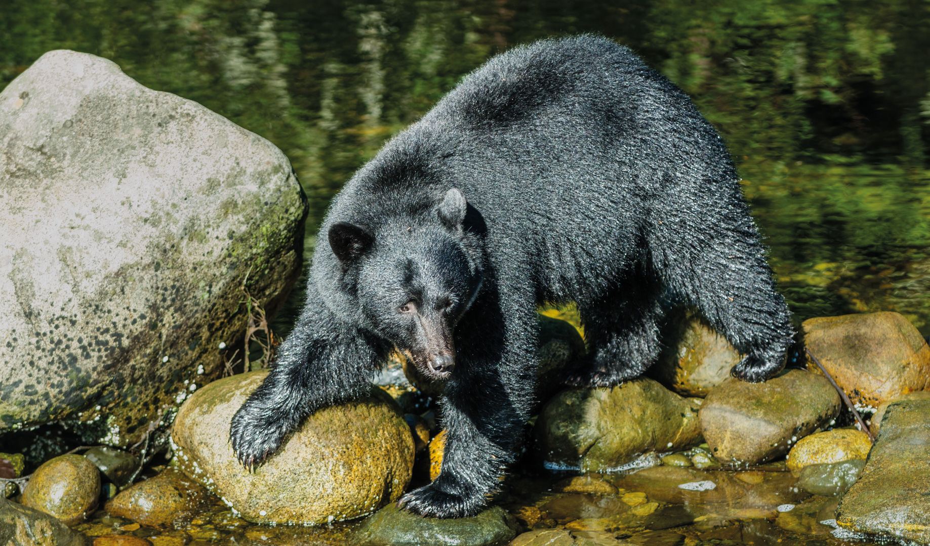 Schwarzbär auf der Suche nach Lachsen