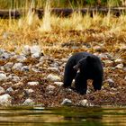 Schwarzbär auf Nahrungssuche