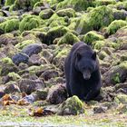 Schwarzbär auf Vancouver Island