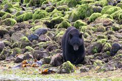 Schwarzbär auf Vancouver Island