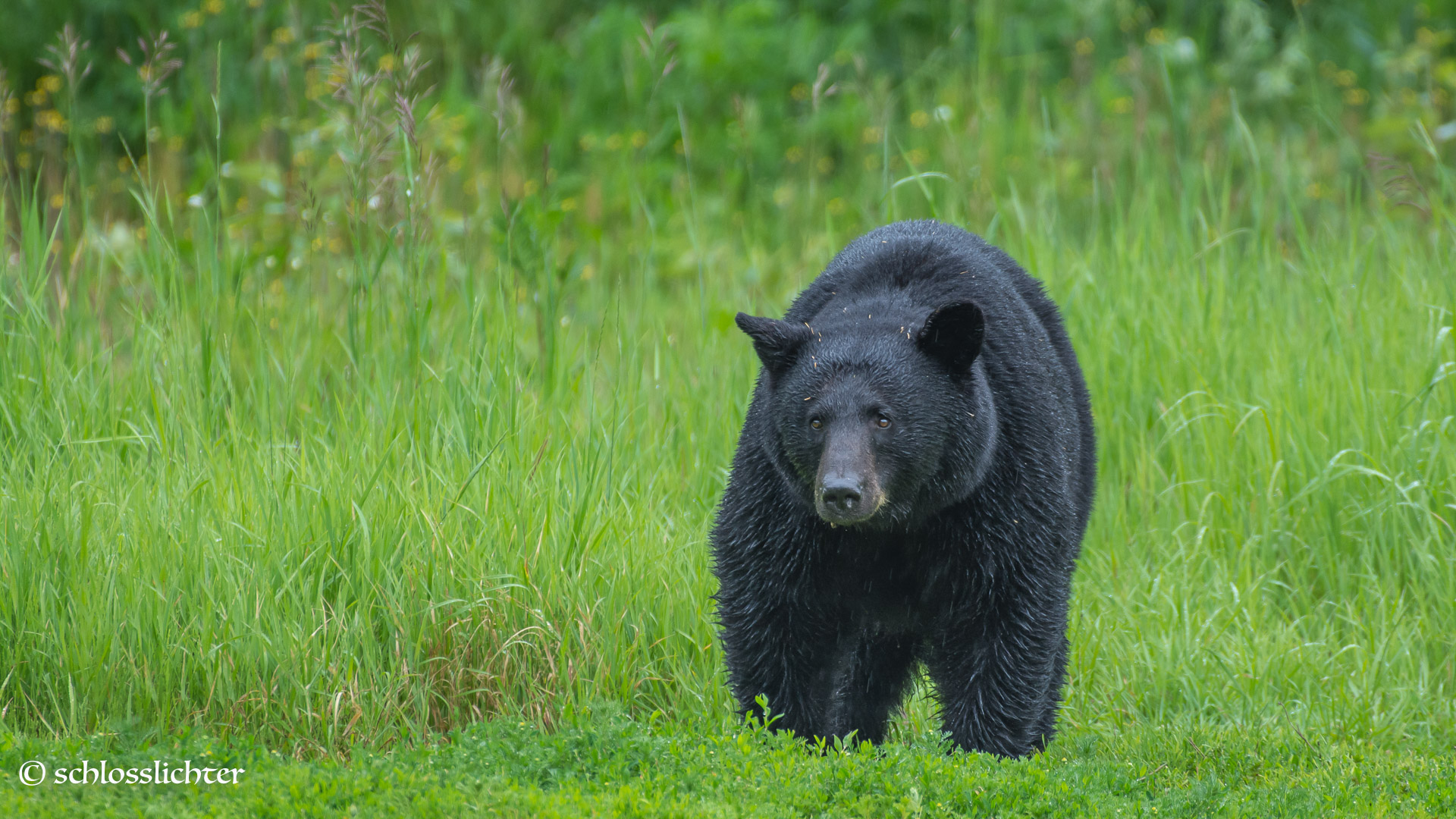 Schwarzbär