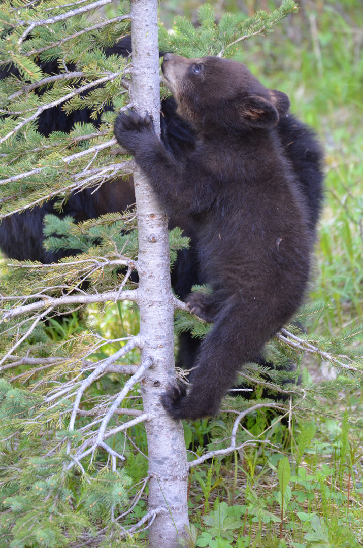 Schwarzbär-Baby beim klettern