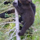 Schwarzbär-Baby beim klettern