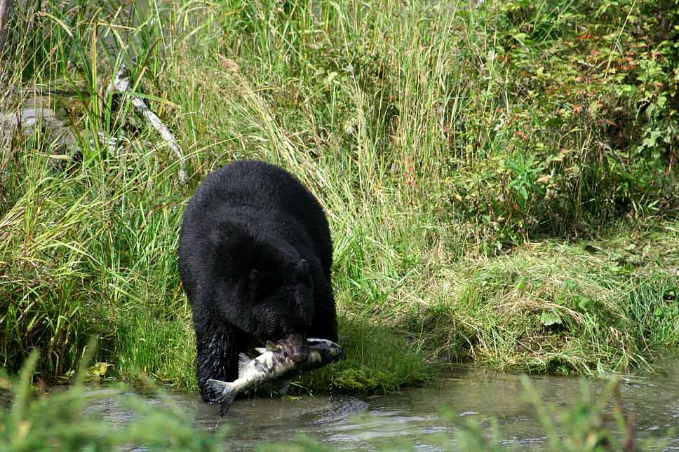 Schwarzbär beim fischen