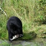 Schwarzbär beim fischen