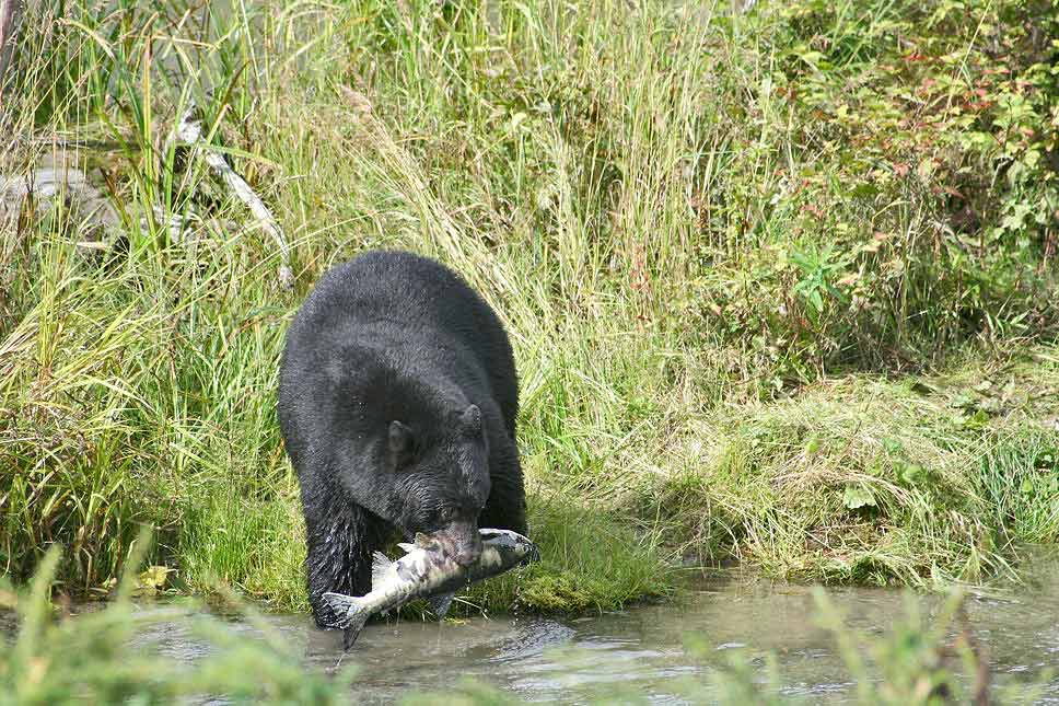 Schwarzbär beim fischen (reload)