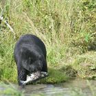 Schwarzbär beim fischen (reload)