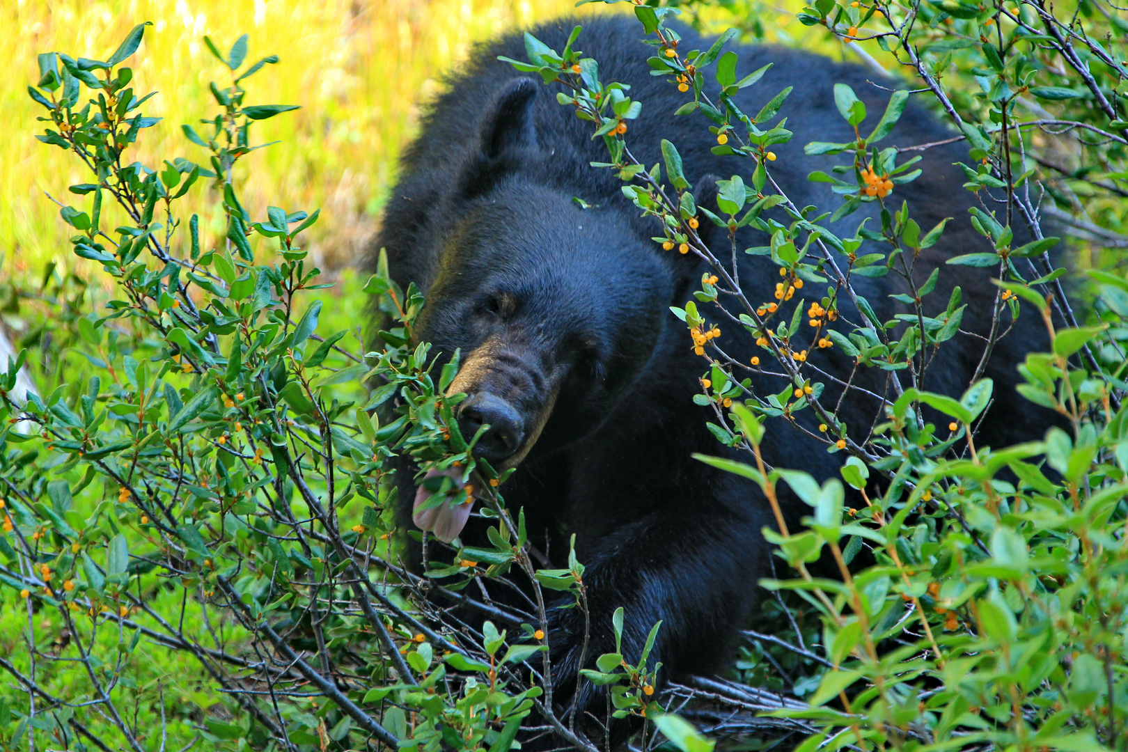 Schwarzbär beim Fressen