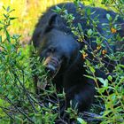 Schwarzbär beim Fressen