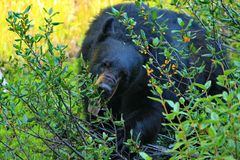 Schwarzbär beim Fressen