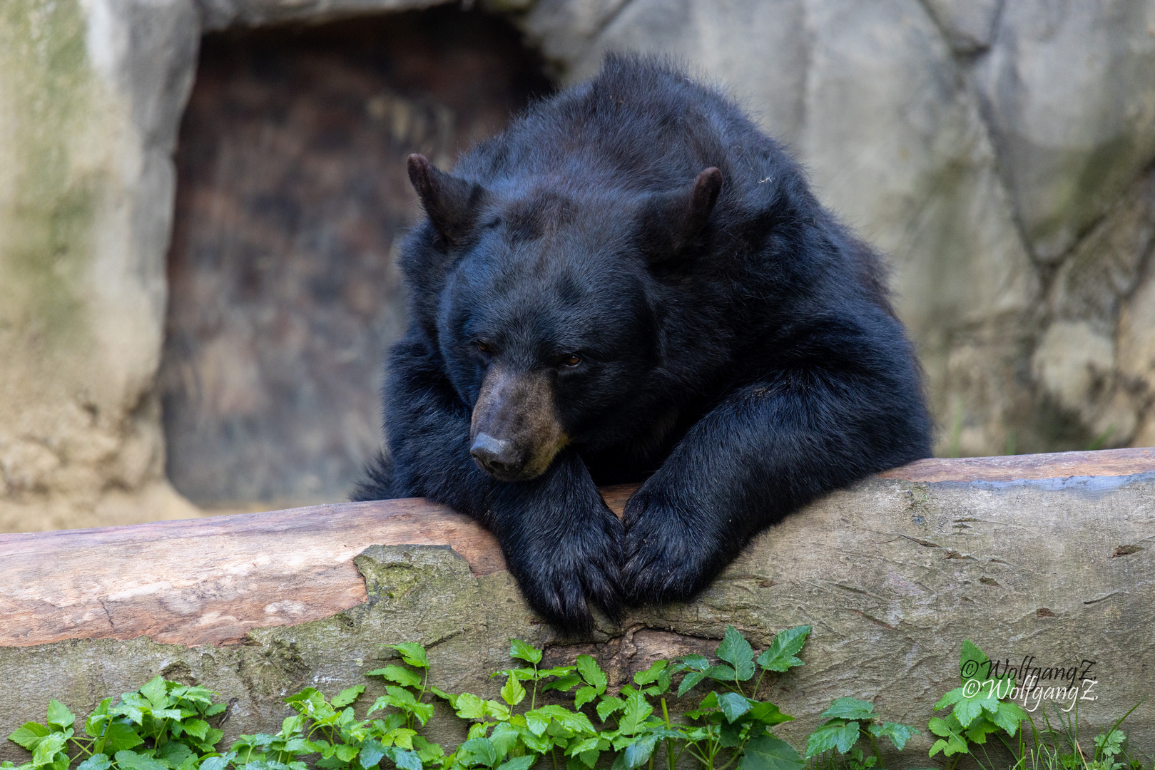 Schwarzbär